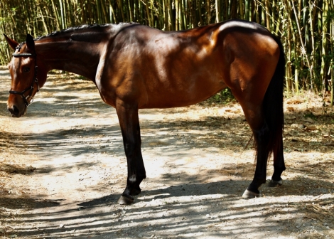 HorseID: 2265575 Sangria HPH - PhotoID: 1036679