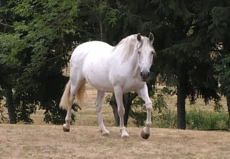 HorseID: 2265635 Yuna - PhotoID: 1035067