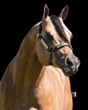 HorseID: 2265730 Mr Redneck Romeo - PhotoID: 1035245