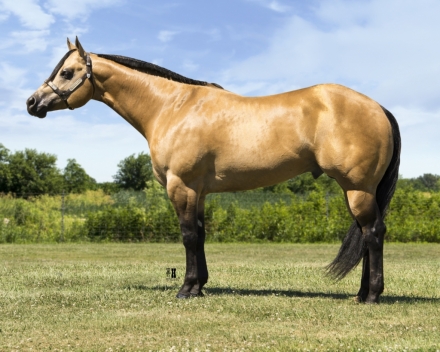 HorseID: 2265730 Mr Redneck Romeo - PhotoID: 1035246