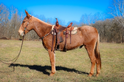 Dakota Hh, Palomino Roan AQHA Quarter Horse Gelding, 15 3H Big Stout ...