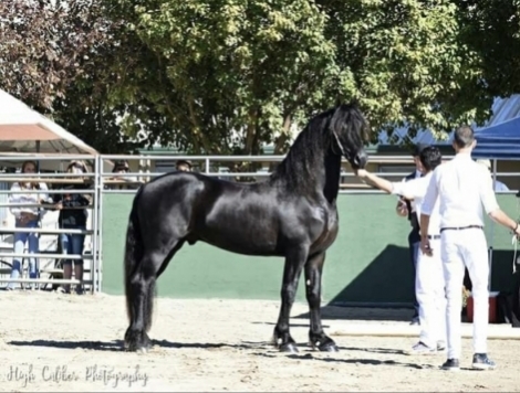 HorseID: 2266069 Xerxes LCR - PhotoID: 1035710