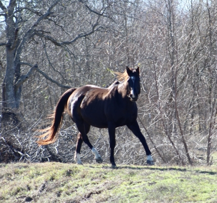 HorseID: 2266335 LUKE AT MY STRAW MAN - PhotoID: 1036102