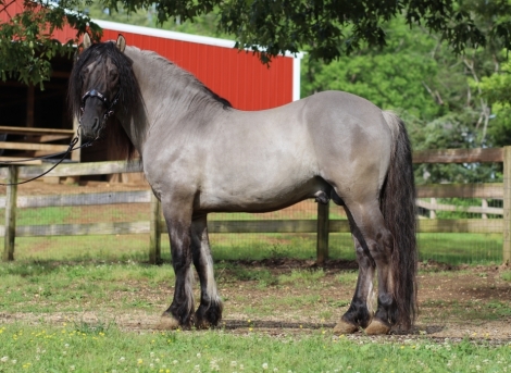 HorseID: 2266603 Highland ponies - PhotoID: 1036394