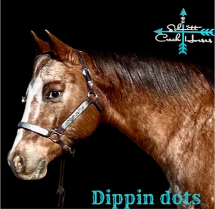 HorseID: 2266715 Dippin dots - PhotoID: 1036568