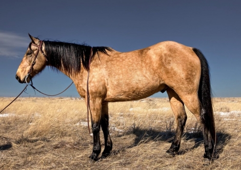 HorseID: 2266734 Vaquero - PhotoID: 1036601