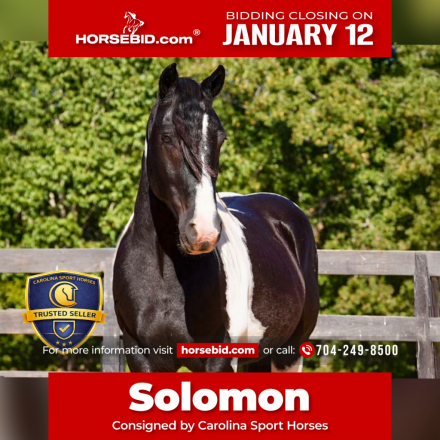 HorseID: 2271747 Solomon - PhotoID: 1043299
