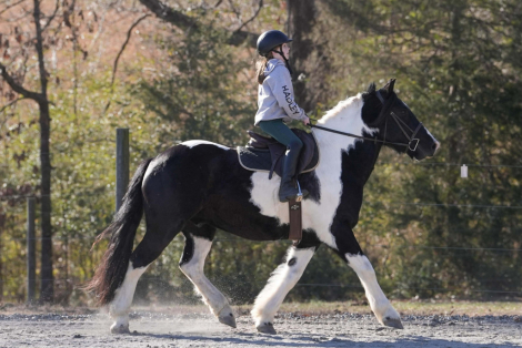 HorseID: 2271747 Solomon - PhotoID: 1043301