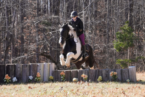 HorseID: 2271747 Solomon - PhotoID: 1089903