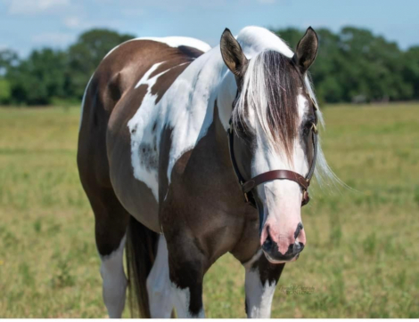 HorseID: 2272652 RIS KEY Summer Breeze - PhotoID: 1044520