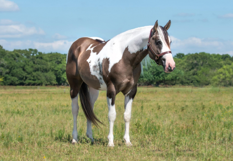 HorseID: 2272652 RIS KEY Summer Breeze - PhotoID: 1044521