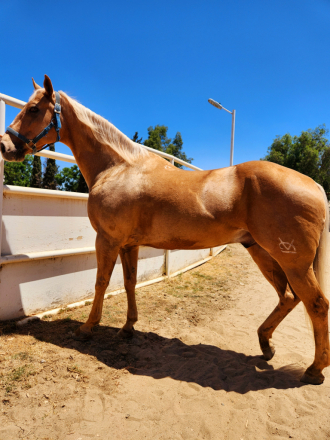 HorseID: 2274497 Golden Boy Palomino - PhotoID: 1091485