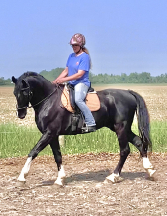 HorseID: 2275229 Hero - PhotoID: 1085901