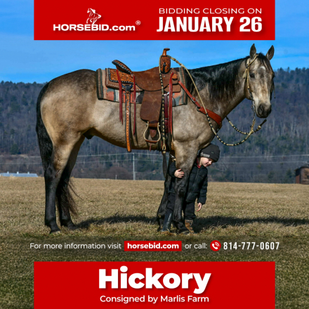 HorseID: 2275753 Poco Buckin Doc Bar - PhotoID: 1048795