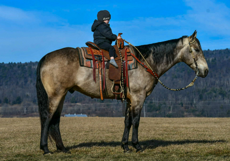 HorseID: 2275753 Poco Buckin Doc Bar - PhotoID: 1048798