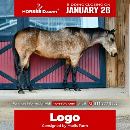 HorseID: 2275754 Logo - PhotoID: 1048799