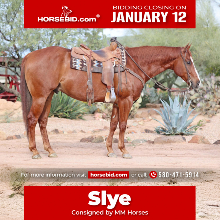 HorseID: 2275761 Levin Slye - PhotoID: 1048791