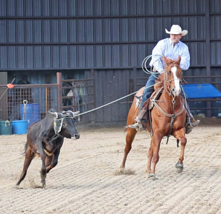 HorseID: 2275761 Levin Slye - PhotoID: 1070286