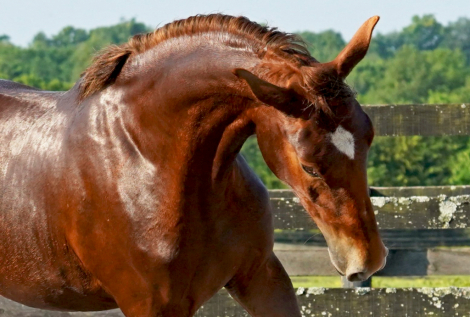 HorseID: 2276201 Cerulean Frankly Scarlett - PhotoID: 1077713