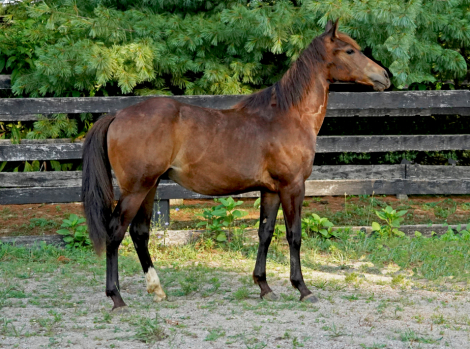 HorseID: 2276332 Cerulean Poco Ty - PhotoID: 1079213