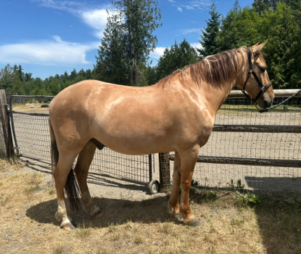 HorseID: 2277196 Red Sky - PhotoID: 1091779