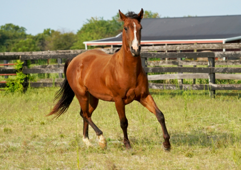 HorseID: 2277242 Cerulean Roanoke - PhotoID: 1079221