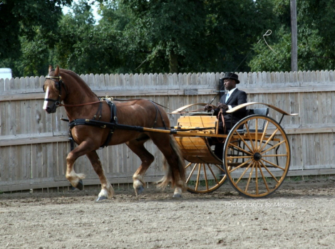 HorseID: 2277961 D. Ironman of RF - PhotoID: 1065267