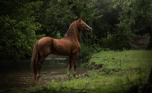 HorseID: 2277961 D. Ironman of RF - PhotoID: 1065268