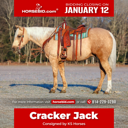 HorseID: 2280895 Cracker Jack - PhotoID: 1055700