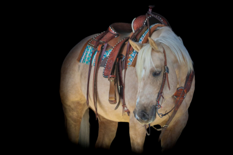 HorseID: 2280895 Cracker Jack - PhotoID: 1055701