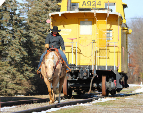 HorseID: 2280895 Cracker Jack - PhotoID: 1062981