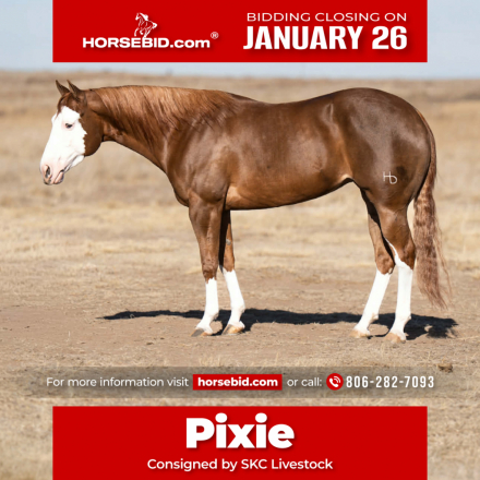 HorseID: 2280897 A Brown Eyed Girl - PhotoID: 1055708