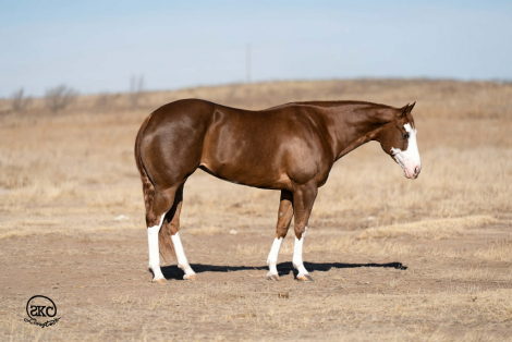 HorseID: 2280897 A Brown Eyed Girl - PhotoID: 1089900