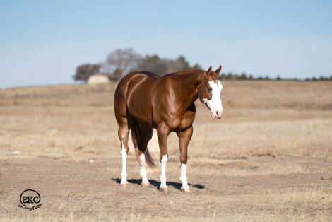 HorseID: 2280897 A Brown Eyed Girl - PhotoID: 1089901