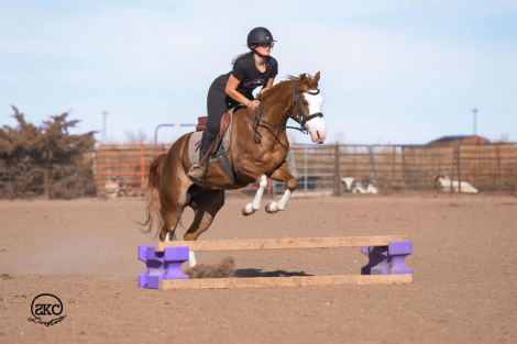 HorseID: 2280897 A Brown Eyed Girl - PhotoID: 1089902