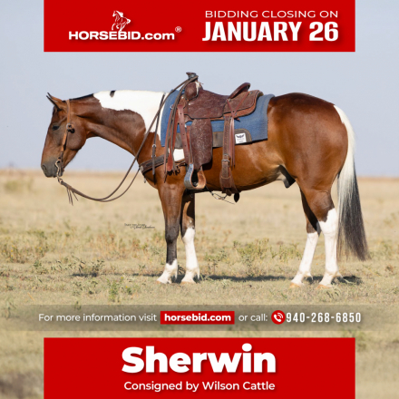 HorseID: 2280899 Spooncat Strait Smoke - PhotoID: 1055720