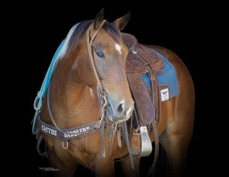 HorseID: 2280899 Spooncat Strait Smoke - PhotoID: 1055721