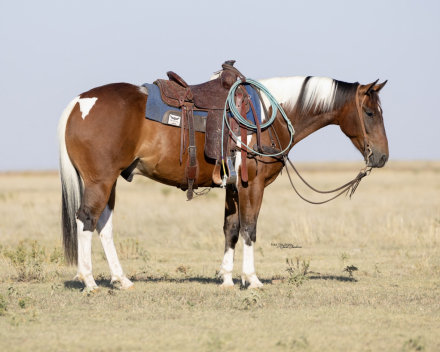 HorseID: 2280899 Spooncat Strait Smoke - PhotoID: 1055722