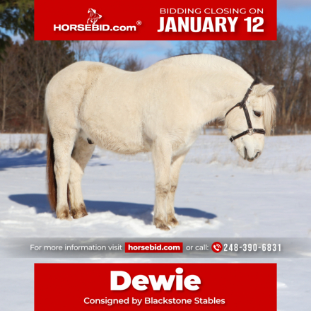 HorseID: 2280905 JE-NEA-AL - PhotoID: 1055692