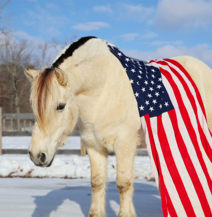 HorseID: 2280905 JE-NEA-AL - PhotoID: 1055693