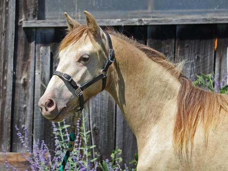 HorseID: 2282562 OYY Paid in Gold - PhotoID: 1092007