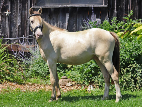 HorseID: 2282562 OYY Paid in Gold - PhotoID: 1092008