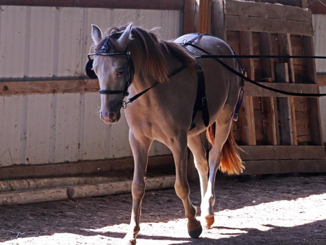 HorseID: 2282562 OYY Paid in Gold - PhotoID: 1092009