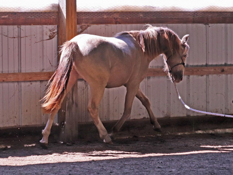 HorseID: 2282562 OYY Paid in Gold - PhotoID: 1092010