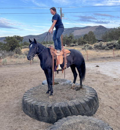 HorseID: 2283193 Sassy - PhotoID: 1091893