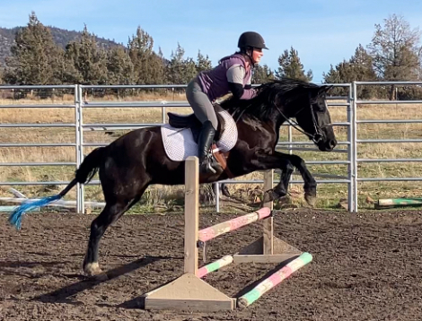 HorseID: 2283193 Sassy - PhotoID: 1091896