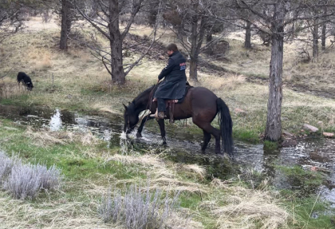 HorseID: 2283193 Sassy - PhotoID: 1091897