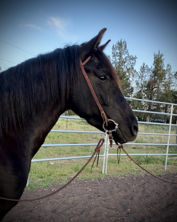 HorseID: 2283193 Sassy - PhotoID: 1091898