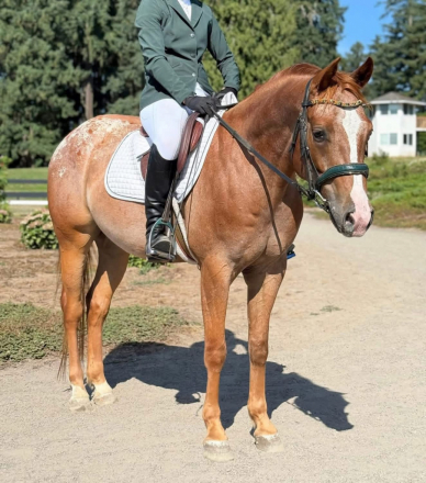 HorseID: 2284710 Russell - PhotoID: 1091970