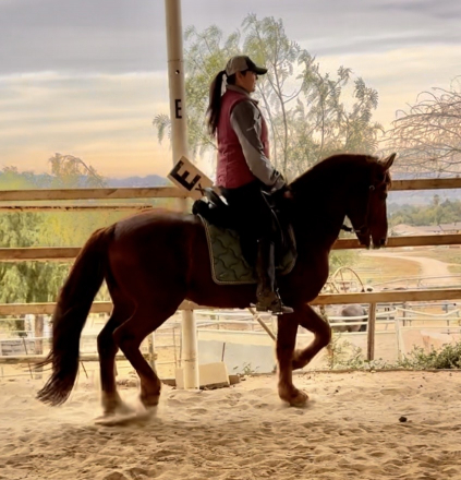 HorseID: 2284857 Whiskey - PhotoID: 1061014